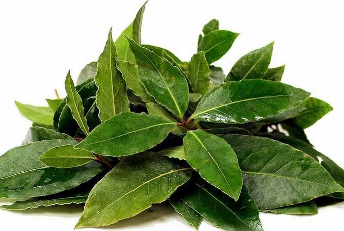 File:Daun-salam.jpg